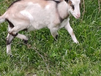 Bild 2:2 Ziegenböcke abzugeben und eventuell 1 Ziege