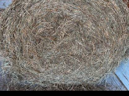 Bild 2:Heu 1. Schnitt 2025