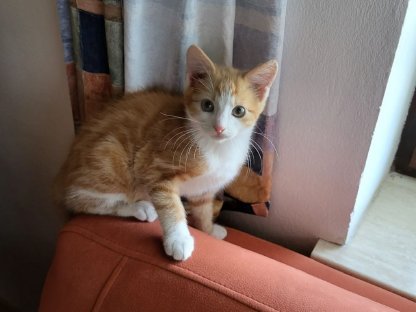 Babykatze