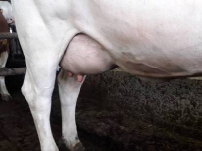 Bild 2:Bio FL-RF-Erstlingskühe aus Aufzuchtbetrieb