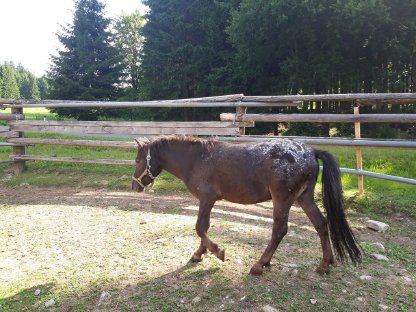 Bild 2:Ponywallach zu verkaufen