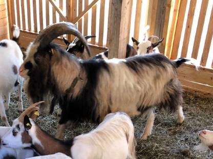 Bild 3:Steirerschecken Zuchtbock