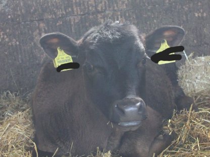 Angus-Jersey