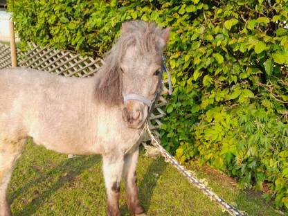 Verkaufe Pony Ella