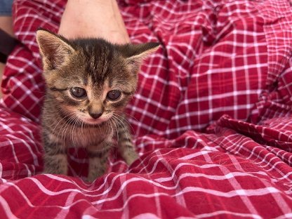 Verkaufe verschmuste Katzenwelpen