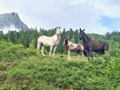 Bild 3:Wunderschöne Appaloosa-Mix-Stute