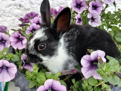 Bild 5:Teddylöwenkopfmix