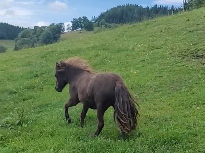 Minishettyponystute
