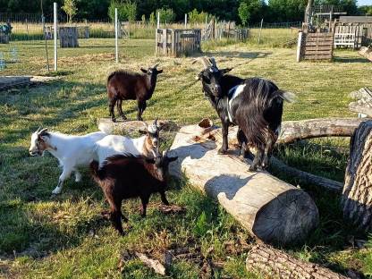 Bild 3:Minizwergziegen