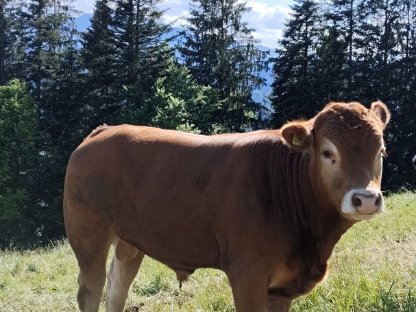 Tiermarkt - Tirol