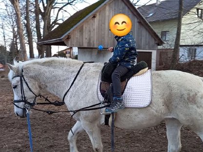 Familienpferd