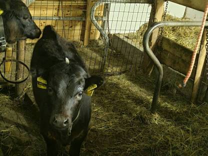 Bild 4:BIO Dexter Kalbinnen