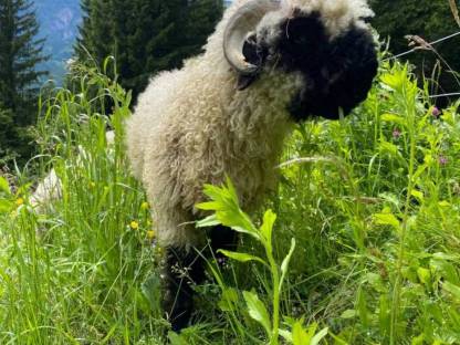 Bild 3:Walliser Schwarznasenschaf