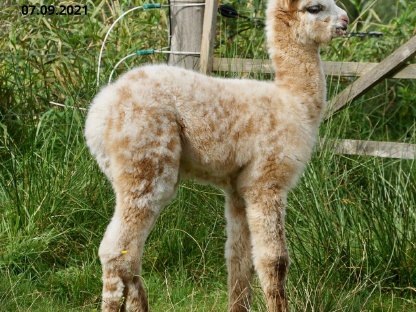 Bild 3:Leopard-Appaloosa-Hengst REDDIE: Feine Faser, starke Gene