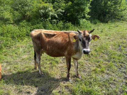 Landwirtschaft zum Pachten