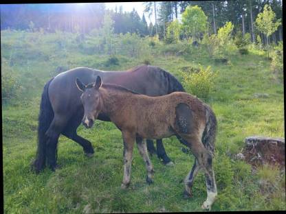 Bild 3:Noriker Stute Granat-Grace