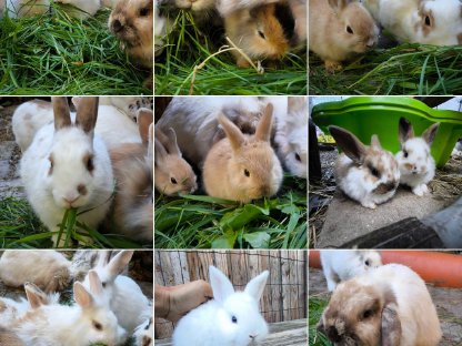 Bild 4:Kaninchen Babys und Erwachsene