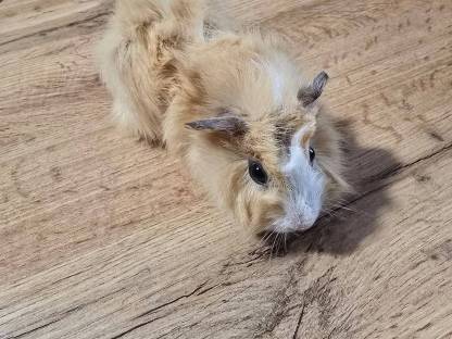 Meerschweinchen 2 Stk. männlich