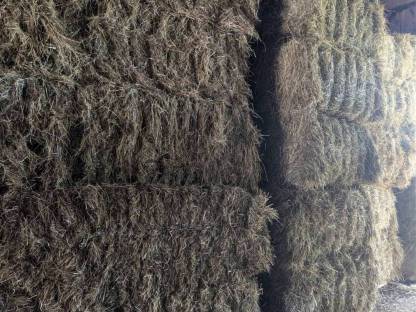 Bild 2:Bio Heu Pferdeheu