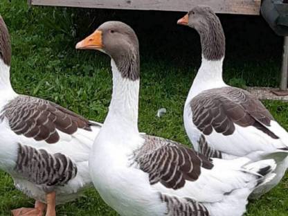 Bild 6:Pommerngänse gescheckt und Warzenenten