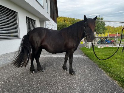 Verkaufe wunderschöne Shetlandpony-Stute