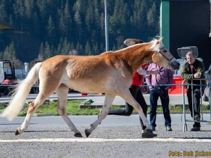 Bild 3:Verkaufen 3-jährige Haflingerstute