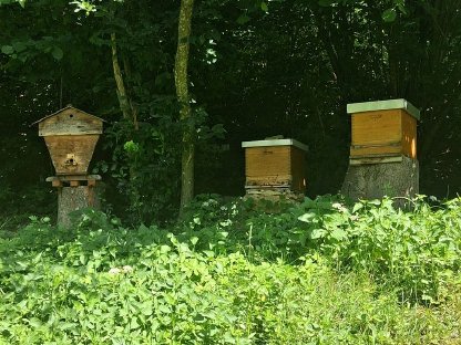 Bild 2:Honig aus der Buckligen Welt