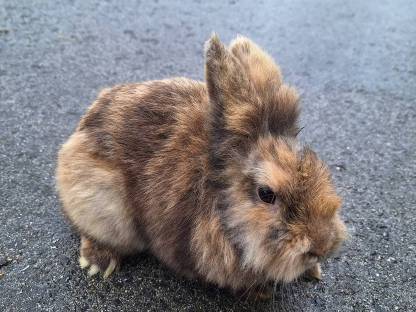 Bild 9:Löwenkopf-Hasen