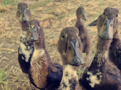 Enten zu vergeben