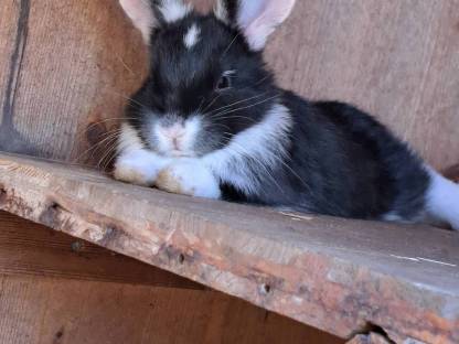 Kaninchen
