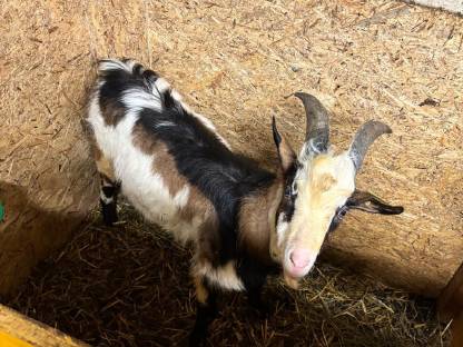 Tauernschecken Jungbock Rocky