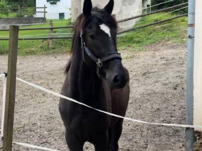 Warmblutwallach