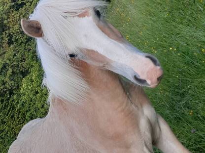 Haflinger Jährlingshengst