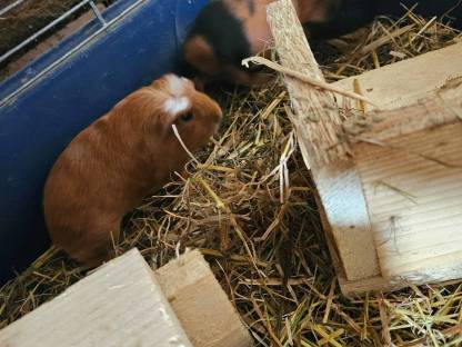 Meerschweinchen