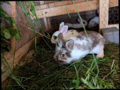 Bild 4:Löwenkopf Zwergkaninchen zu verkaufen