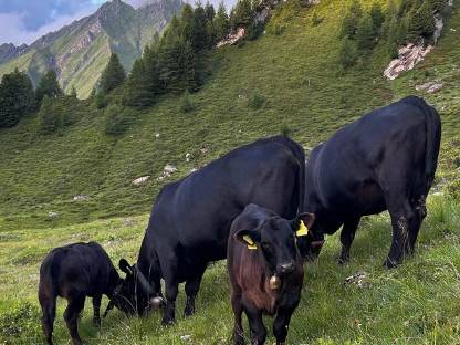 Bio Angus Kuh
