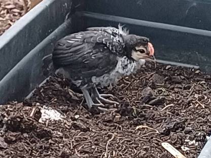 Bild 2:BRABANTNER Bauernhuhn Hähne