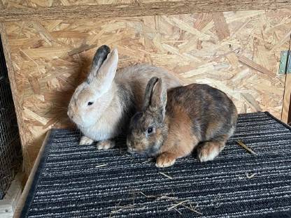 Bild 4:Jungkaninchen Farbenzwerg, Löwenkopf