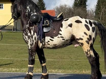 Bild 3:Noriker schwarzfleckiger Wallach