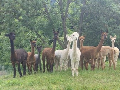 Bild 2:Alpaka, Alpakastuten, Alpakas