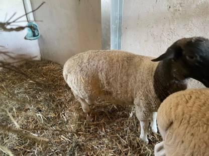 Bild 3:Reinrassige Dorper Jungböcke