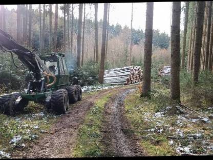 Bild 3:Forstdienstleistungen, Forstarbeiten (Baumfällung), Durchforstung