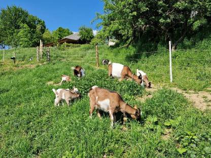 Bild 3:Steirische Scheckenziegenböcke