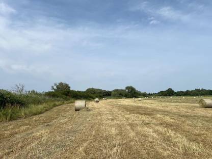 Bild 9:Heu 1. Schnitt