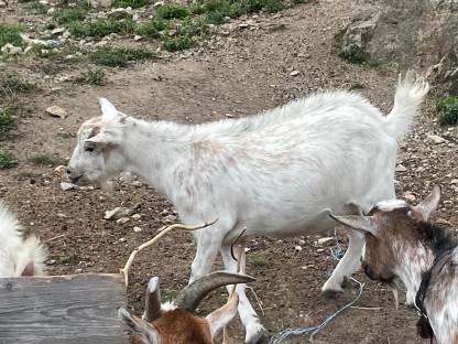 Bild 2:Zwergziegen