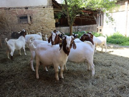 Bild 4:Burenziegenböcke