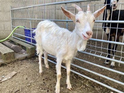 Bild 3:Zwergziegenmixe weiblich