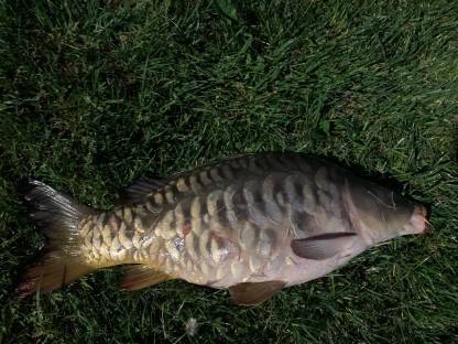 Bild 3:Karpfen und Rasbora