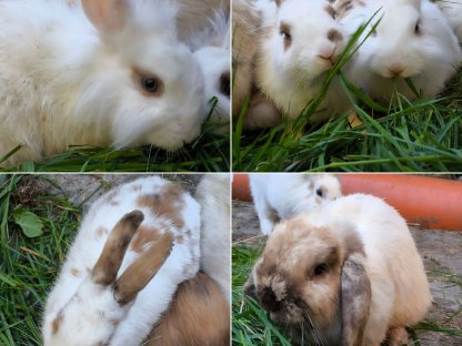 Kaninchen Babys und Erwachsene