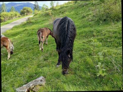 Bild 6:Noriker Stute Granat-Grace